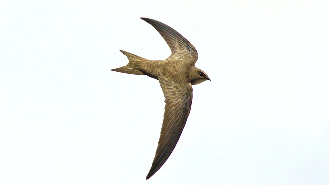 Сколько живут стрижи