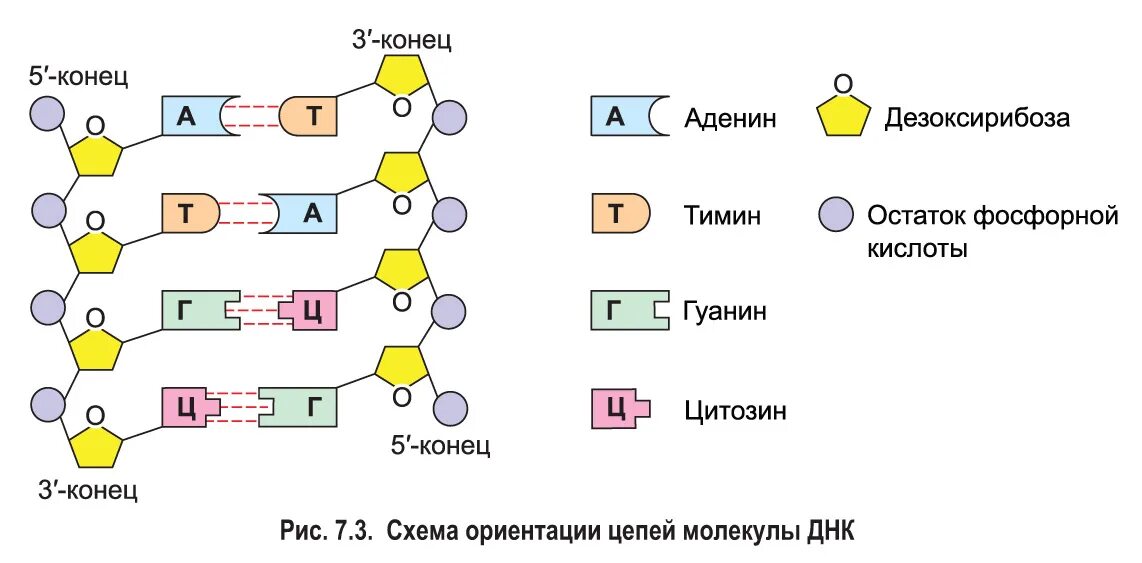 Полинуклеотидная цепочка ДНК. Комплементарность цепей ДНК. Строение ДНК комплементарность. Строение ДНК антипараллельность.