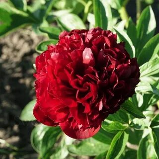 Селекция пионов
