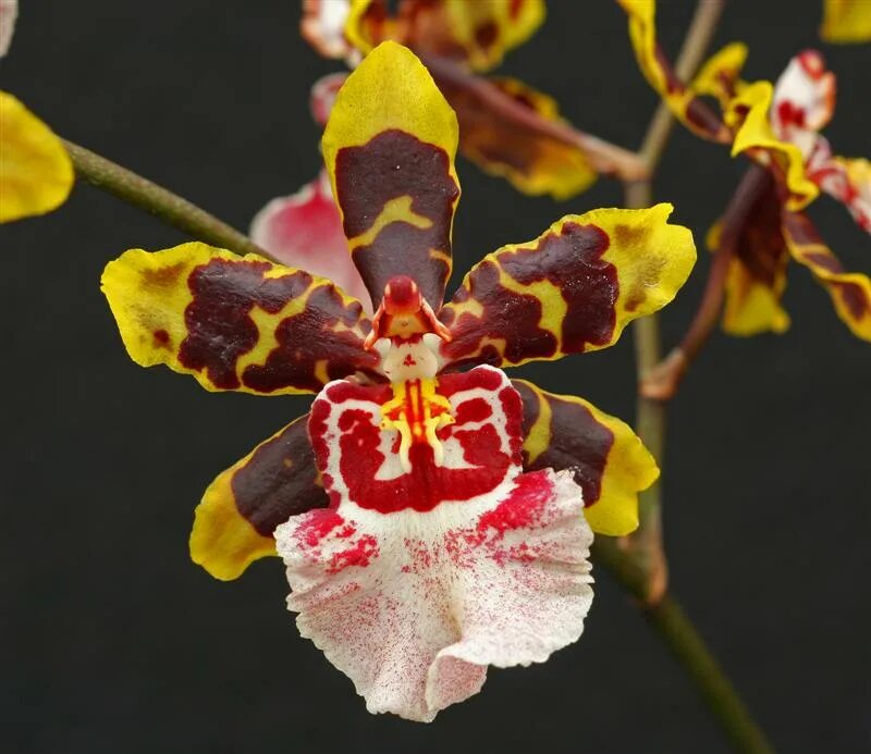 Pin on Orchids Orchids, Phalaenopsis, Art