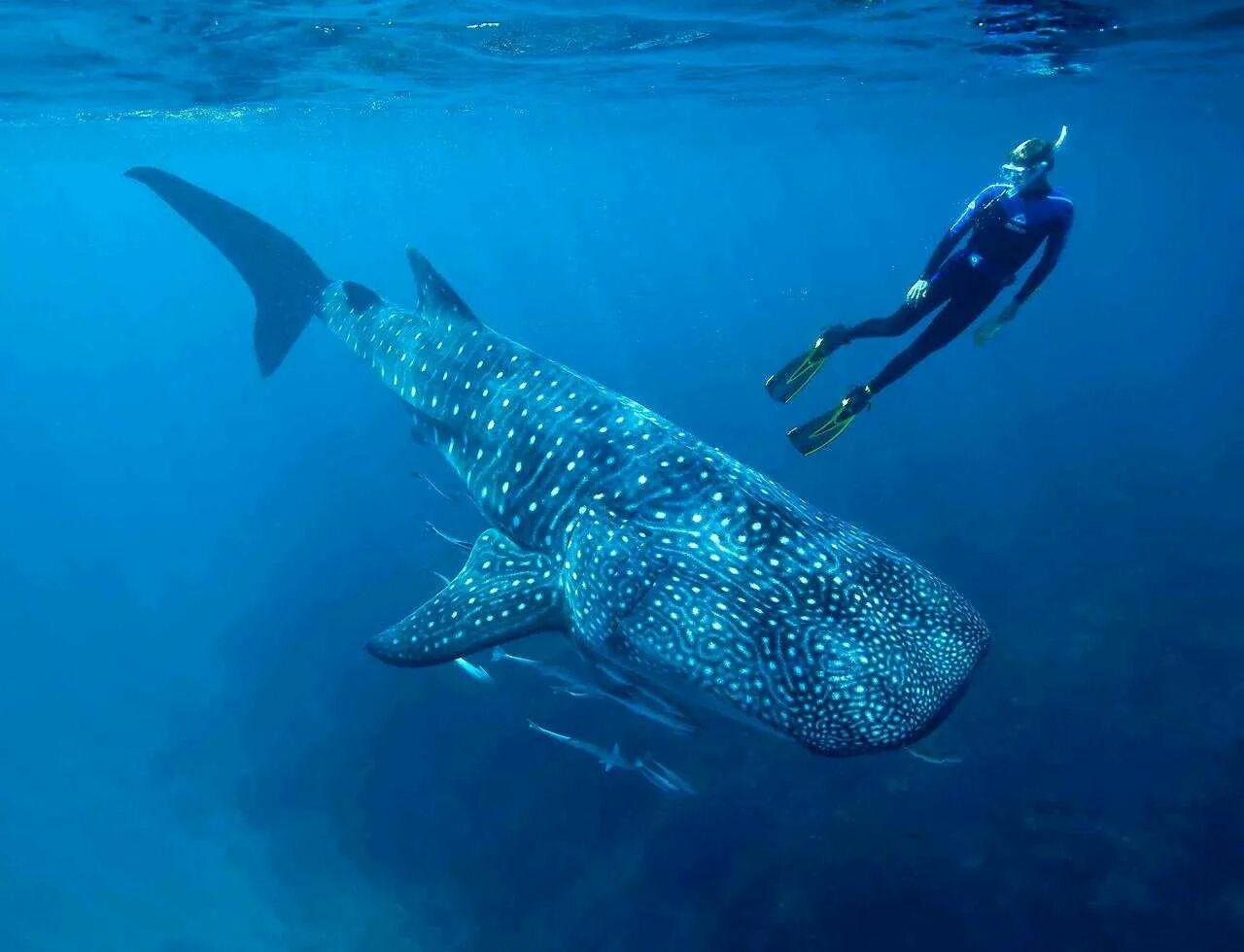 Большая рыба на земле. Китовая акула. Китовая акула на Мальдивах. Большой Барьерный риф китовая акула. Москвариум китовая акула.