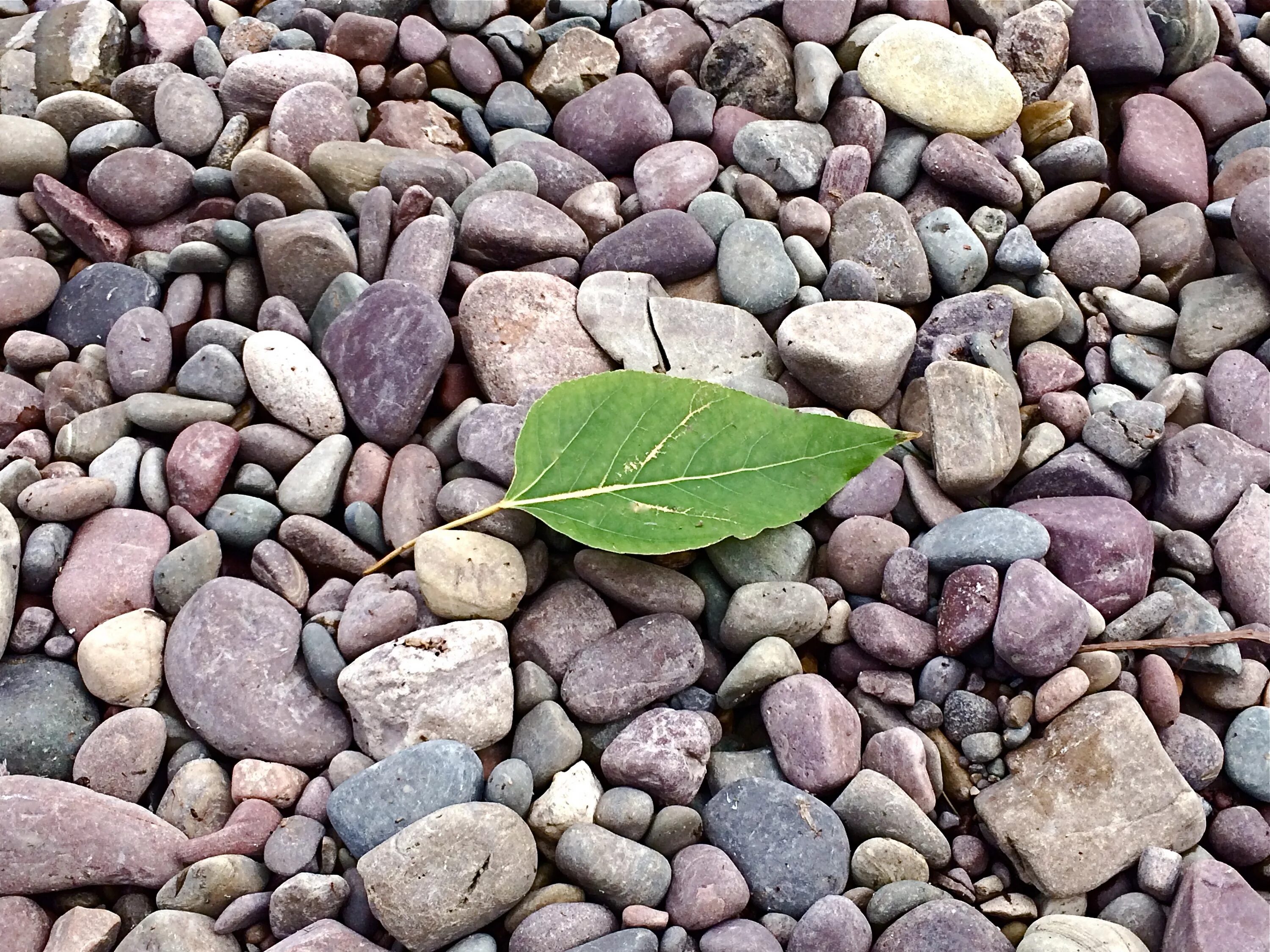 Leaf stone. Щебень красивые камни. Листья на камнях. Каменный лист. Камушки листики.