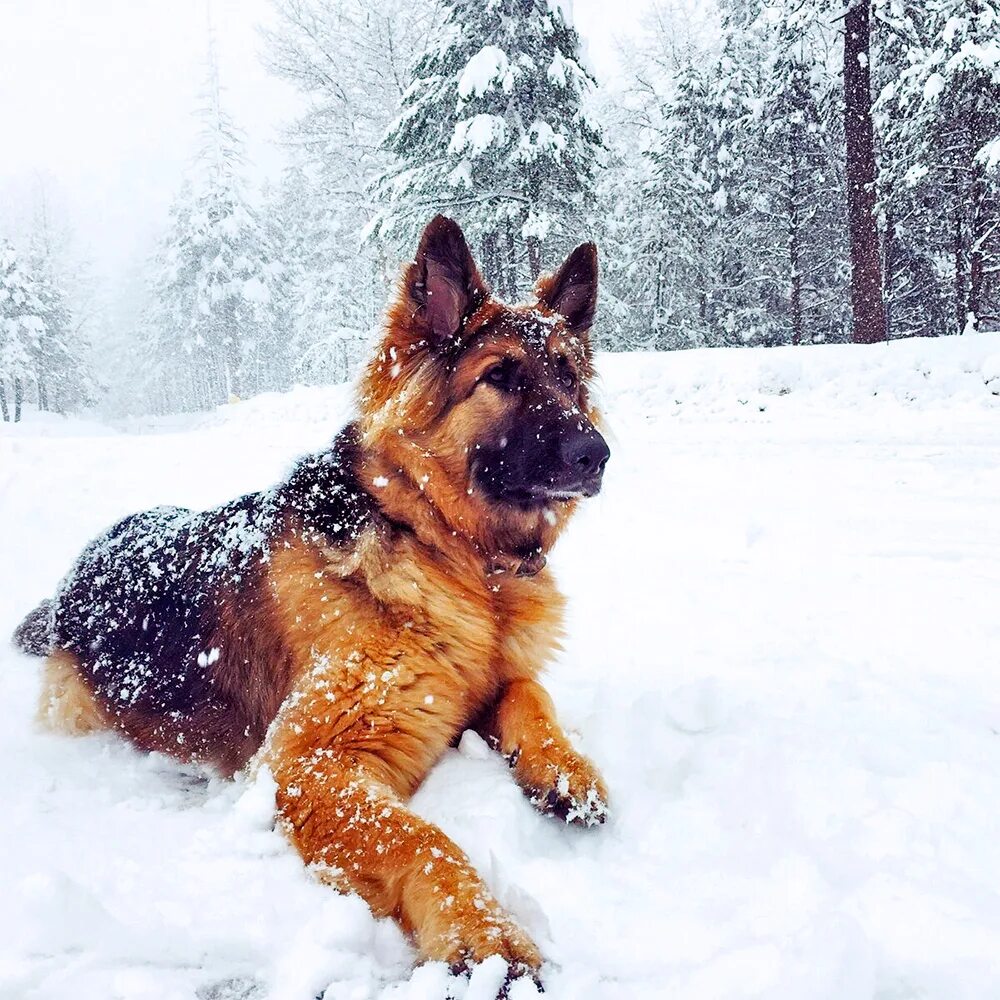 какой мороз выдерживает овчарка на улице. немецкая овчарка натснегу. щенок овчарки зимой. немецкая овчарка шеферд. овчарка в снегу.