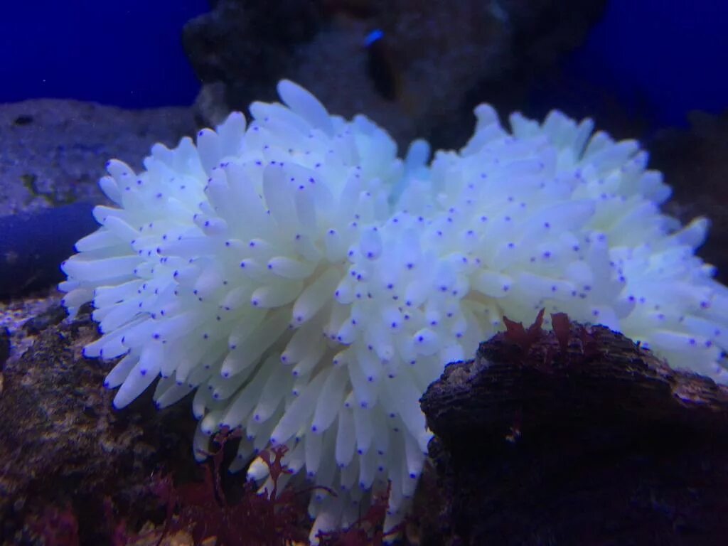 Белые актинии. Коралловые полипы актинии. Белые актинии. Актиния малу (radianthus malu). Белые актинии.