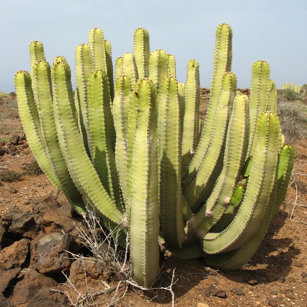 Молочайные. Молочай Канарский Euphorbia canariensis. Молочай кактусовидный. Молочай камерунский. Молочай канделябровый.