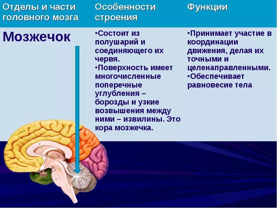 Строение и функции мозжечка головного мозга