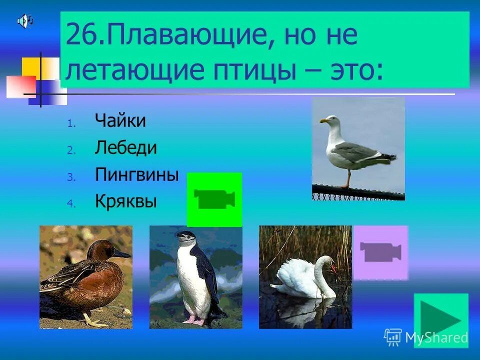 перелетные и оседлые птицы. какие бывают животные задания 2 класс. мир птиц для слайдов. млекопитающие птицы примеры. какое животное относится к птицам.