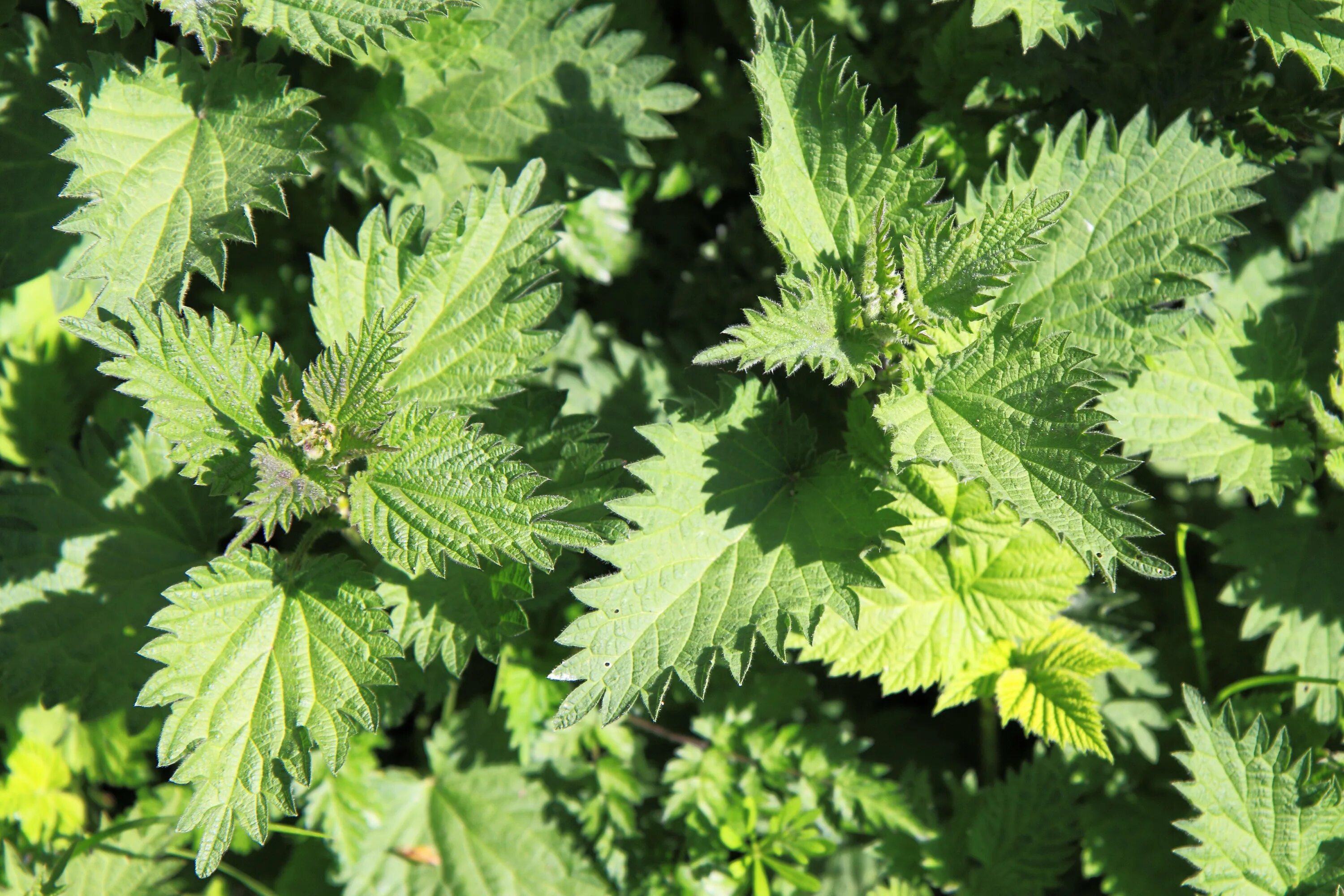 Крапива е. Крапива Онгаонга. Дикоросы крапива. Крапива жгучая (Urtica urens). Крапива двудомная.