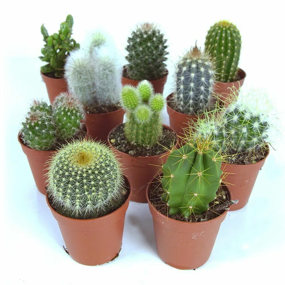 Cacti обзор