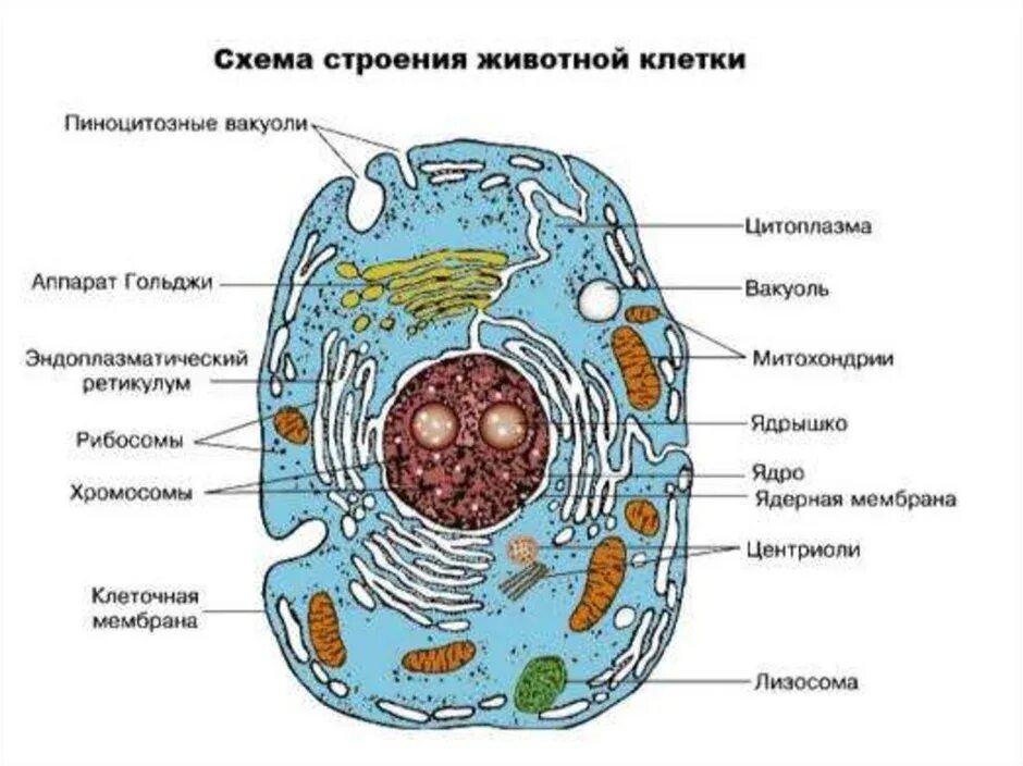 Где живут клетки