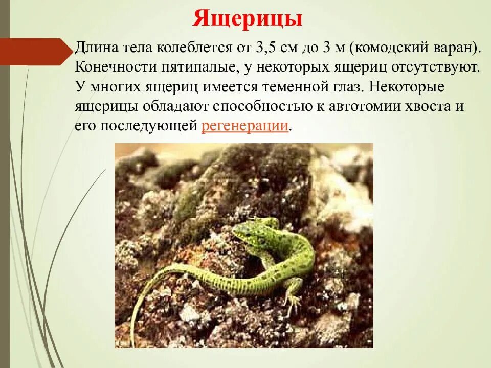 Многообразие и значение пресмыкающихся. Значение пресмыкающихся. медицинское значение пресмыкающихся. значение пресмыкающихся 8 класс биология. значение пресмыкающихся в природе кратко.
