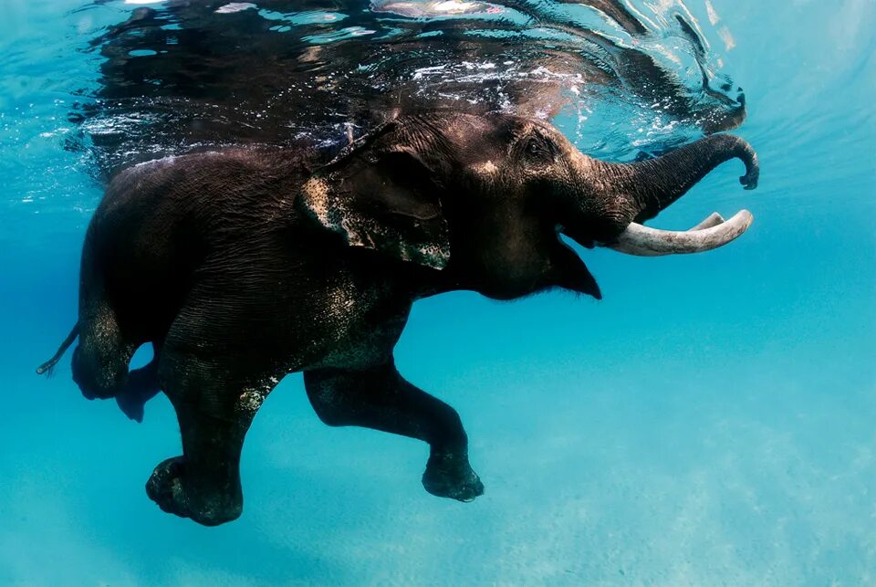 Elephant swim. Андаманские острова слон. Водные животные. Животные под водой. Слон плавает.