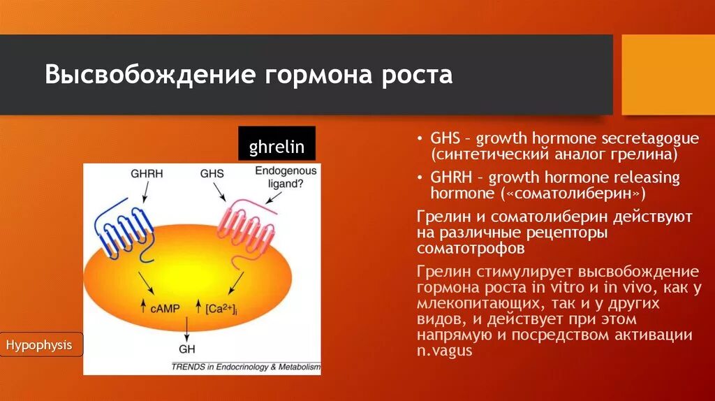 Грелин и гормон роста. Высвобождение гормонов. Грелин ожирение гормон. Функции грелина.