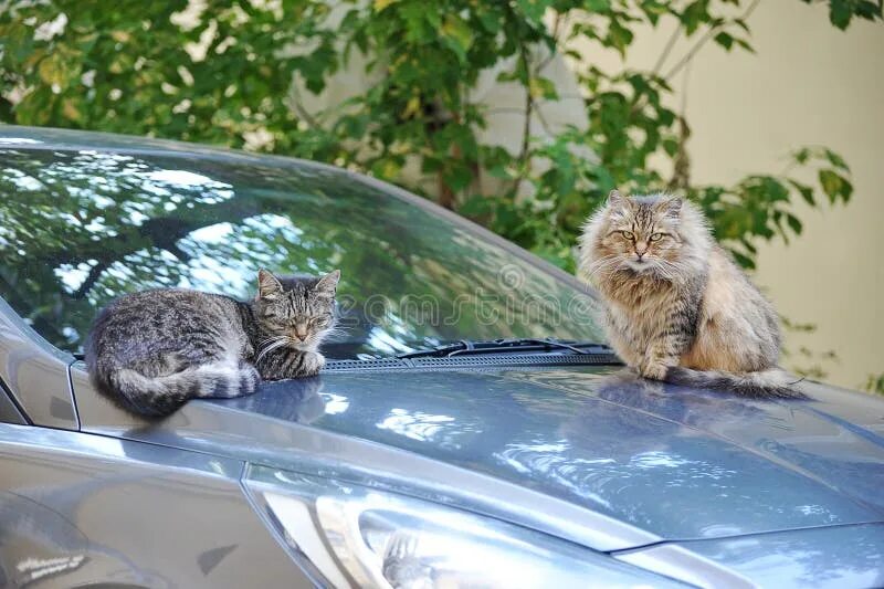 Cat can car