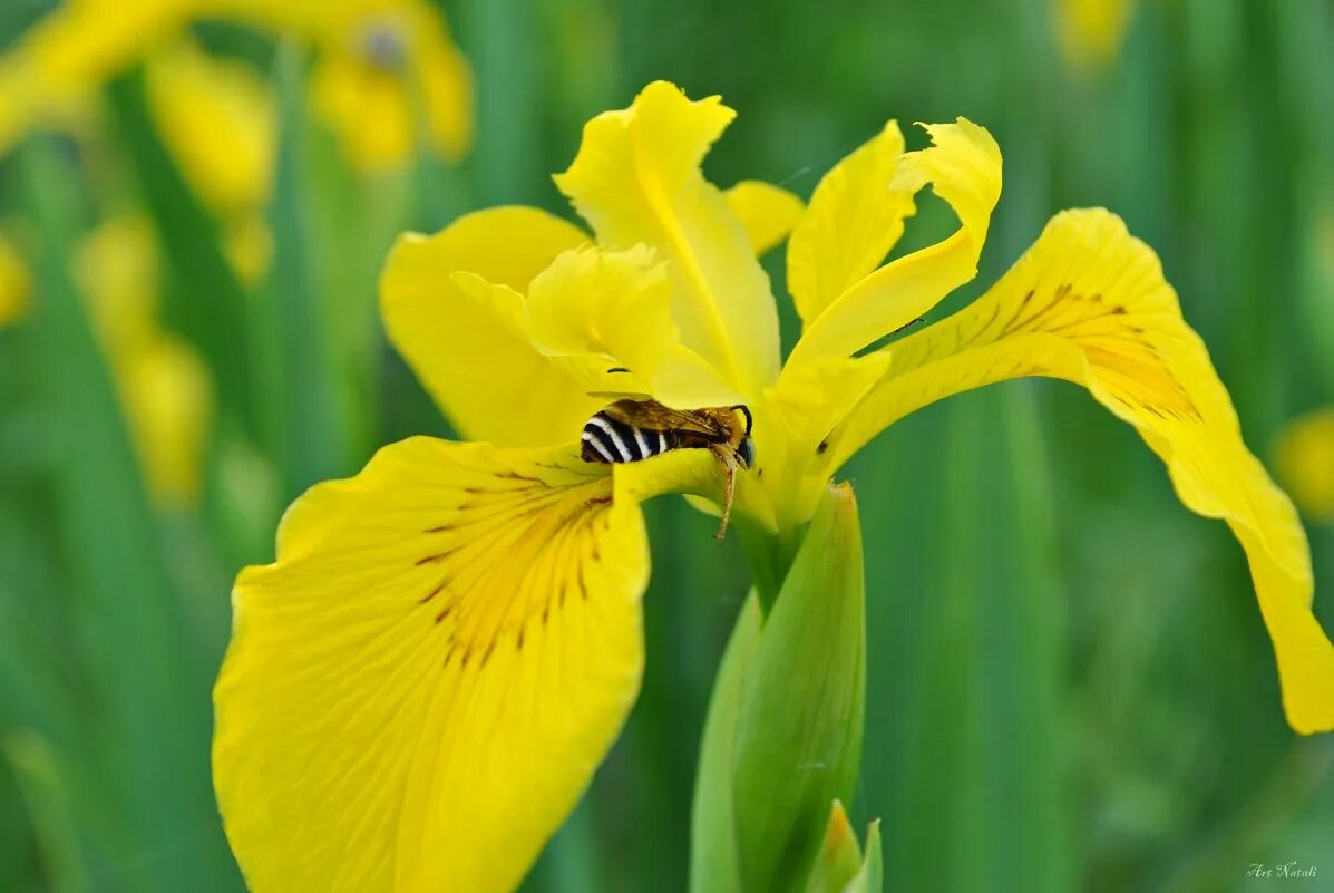 Iris pdf. Ирис болотный (аировидный). ирис ложноаировый (iris pseudacorus). ирис ложноаировый, желтый. ирис болотный, касатик болотный (ложноаировый, ирис желтый).