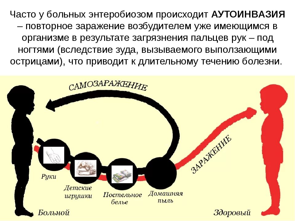 Может ли острица передаваться напрямую от человека