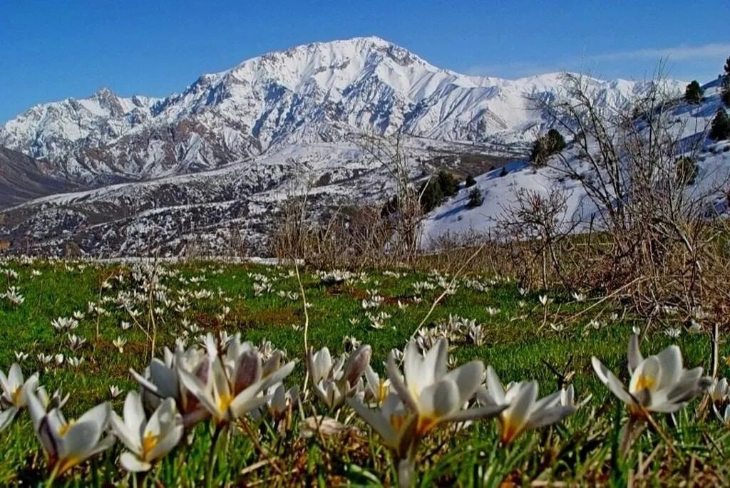 Чимганские горы Узбекистан тюльпаны. Чимганские горы Узбекистан весной. Гора Чимган в марте Узбекистан. Чимганские горы в апреле.