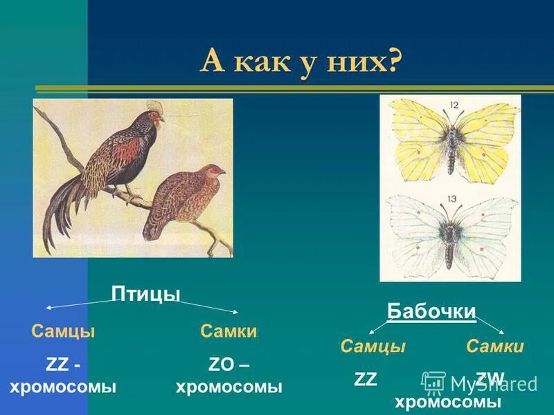 Хромосомы птиц. Половые хромосомы птиц и бабочек. Генетика пола птиц. Половые хромосомы у разных видов.