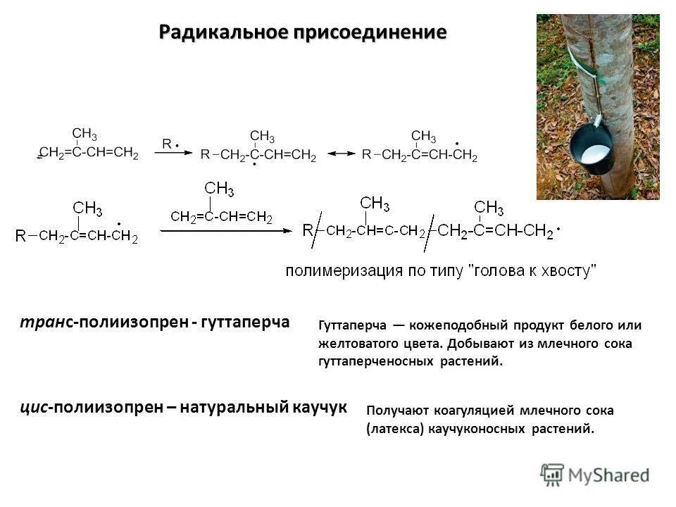 натуральный каучук получают из млечного сока