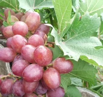 Виноград сорт пестрый отзывы