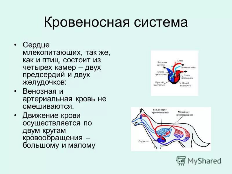 Особенности кровообращения млекопитающих