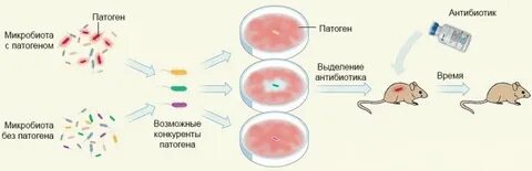 Могут ли сбиться месячные из за антибиотиков
