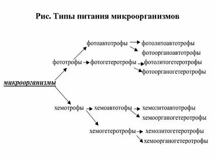 Способы питания бактерий схема