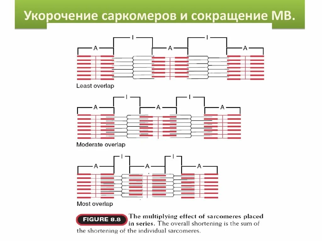 Сокращение саркомера. 3. Нарисуйте саркомер в состоянии расслабления и полного сокращения.. Сокращ саркомера схема. Строение саркомера до сокращения.