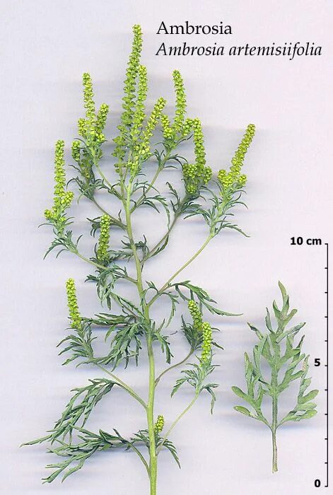 Амброзия растение описание. Полынь амброзия. Амброзия полыннолистная цветок. Амброзия полыннолистная (Ambrosia artemisiifolia). Полынь амброзиевидная.