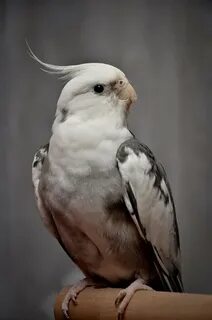 Безщекая корелла