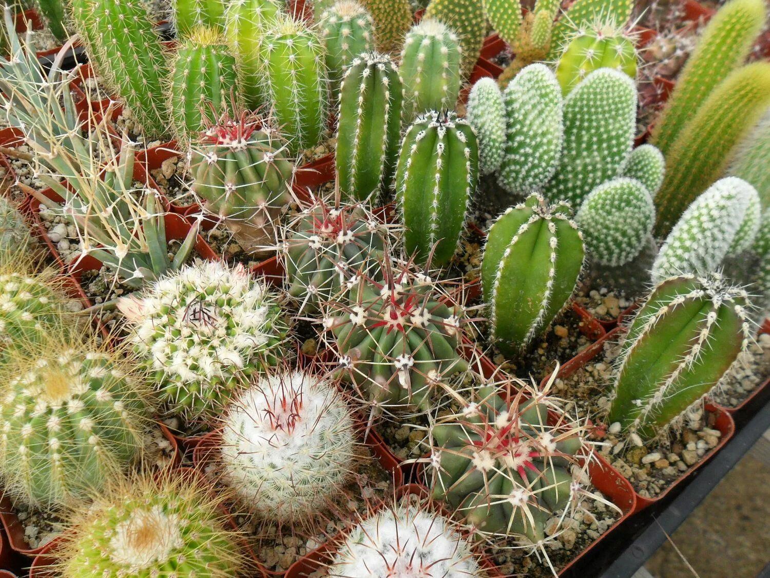Cacti видео