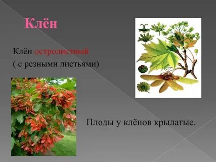 Тип соцветия клена