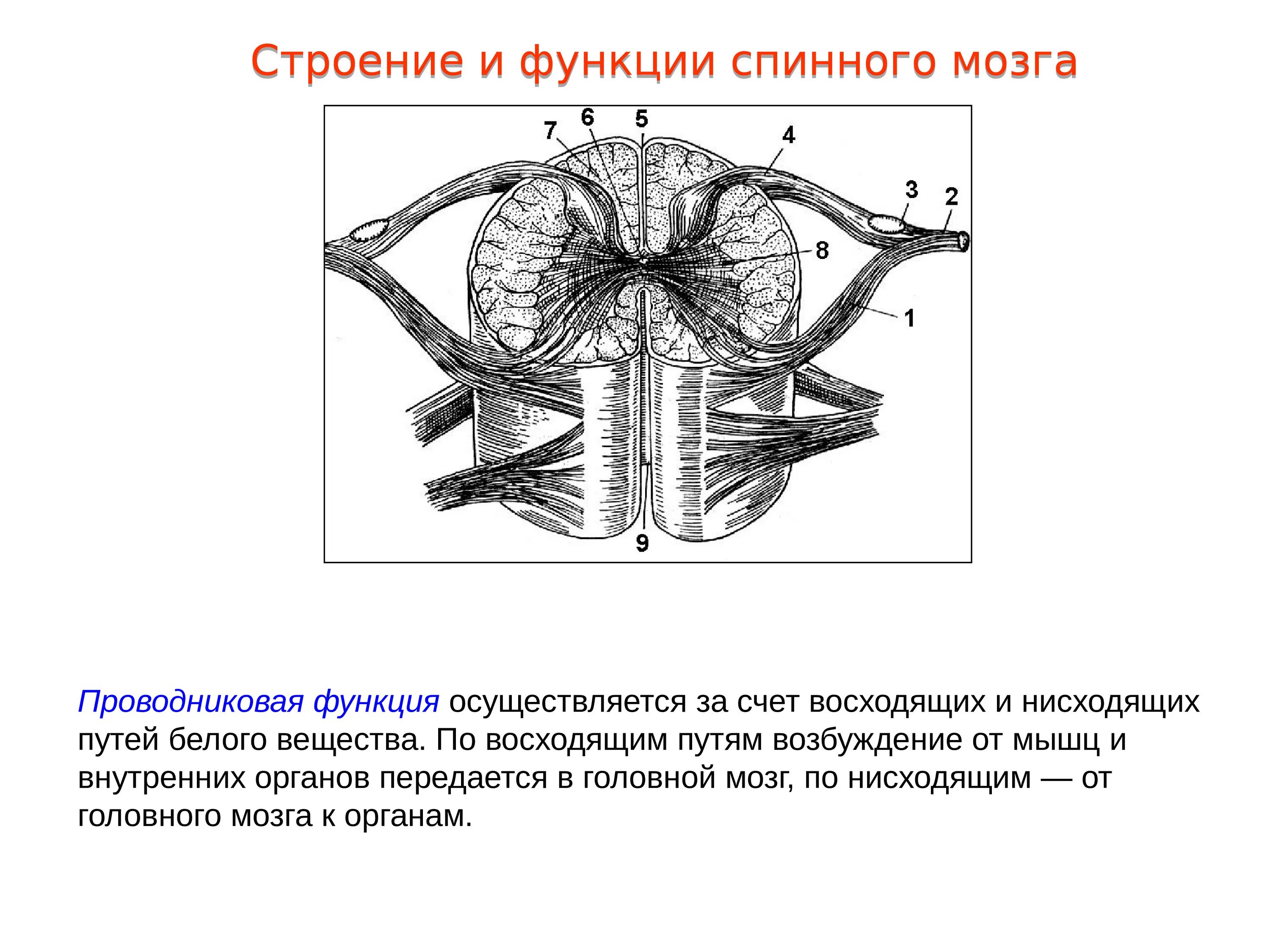 Структуры спинного мозга строение и функции. Функции спинного мозга анатомия. Функции и строение задних Рогов спинного мозга. Функции передних Корешков спинного.