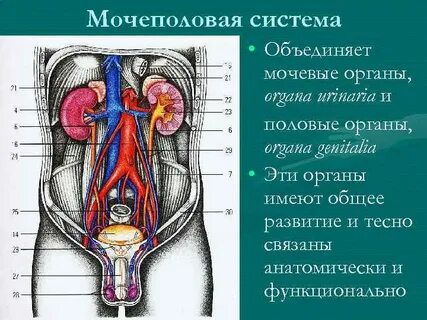 Как проверить мочеполовую систему