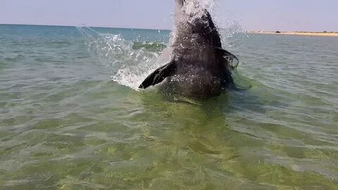 В анапе животное в море
