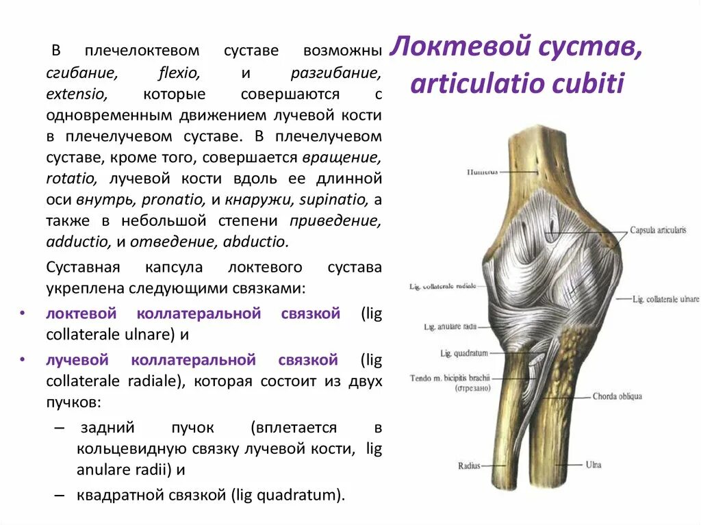 Локтевой сустав сустав анатомия. Локтевой плечелоктевой сустав. Анатомия локтевого сустава Синельников. Плечелоктевой сустав строение. Соединения локтевой кости