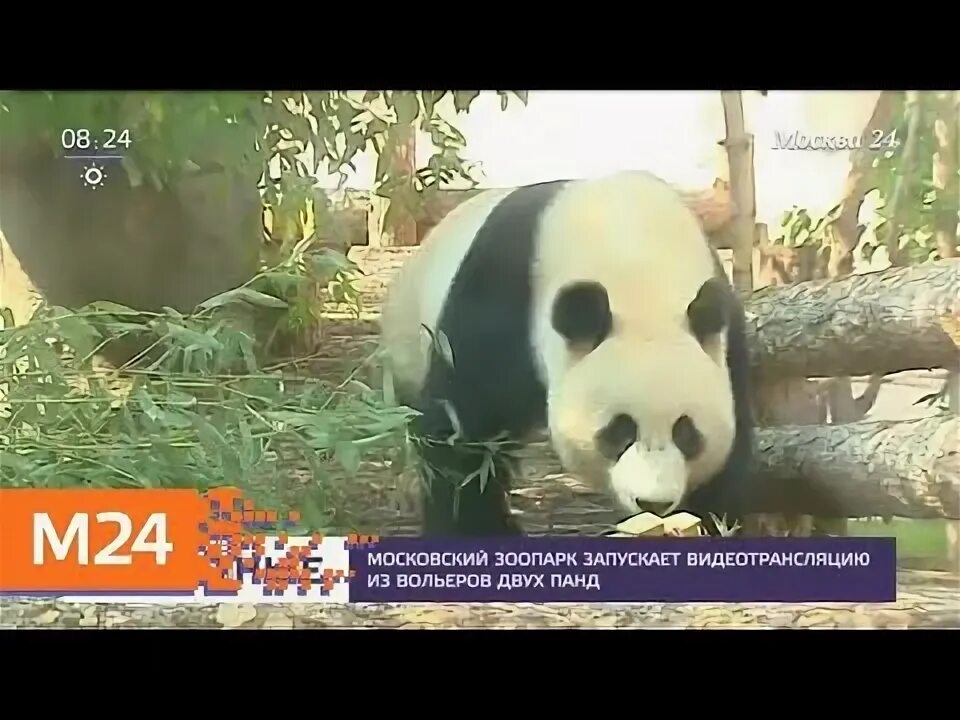 Где панды в московском зоопарке. Вольер для панды в зоопарке Москвы. Панда в Московском зоопарке. Панда из Московского зоопарка последние новости. Панды Московский зоопарк в одном вольере.