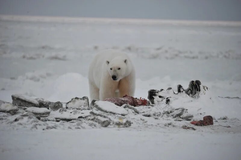 можно ли есть белого медведя