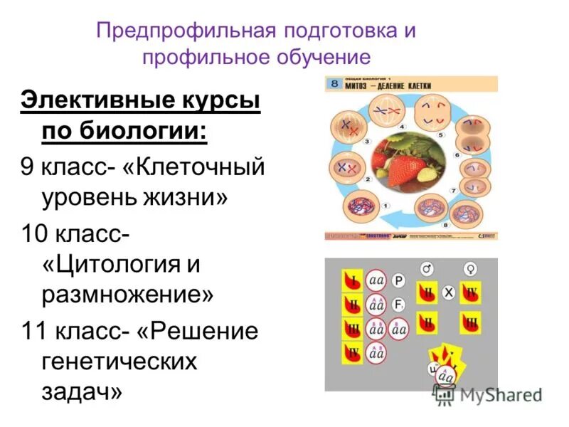 элективные курсы по русскому языку. требования к элективному курсу. элективные программы по биологии. элективный курсы по биологии 5 класс. проект по элективному курсу 2 класс.