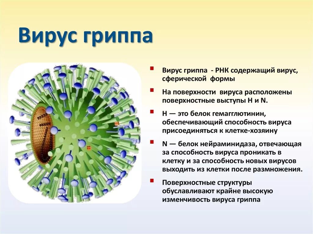 Каким основным свойством не обладают вирусы. Вирус гриппа. Вирус и трип. Изображение вируса гриппа. Клетка гриппа.