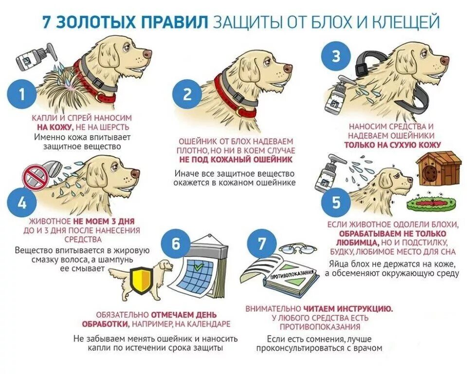 Пса после лечения. Обработайте собак от клещей. Обработка животных от клещей. Профилактика заболеваний у собак.