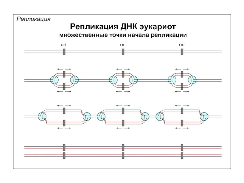 Начала репликации. Репликация у эукариот начинается. схема репликации днк эукариот. репликация днк у эукариот протекает. репликация хромосомы эукариот.