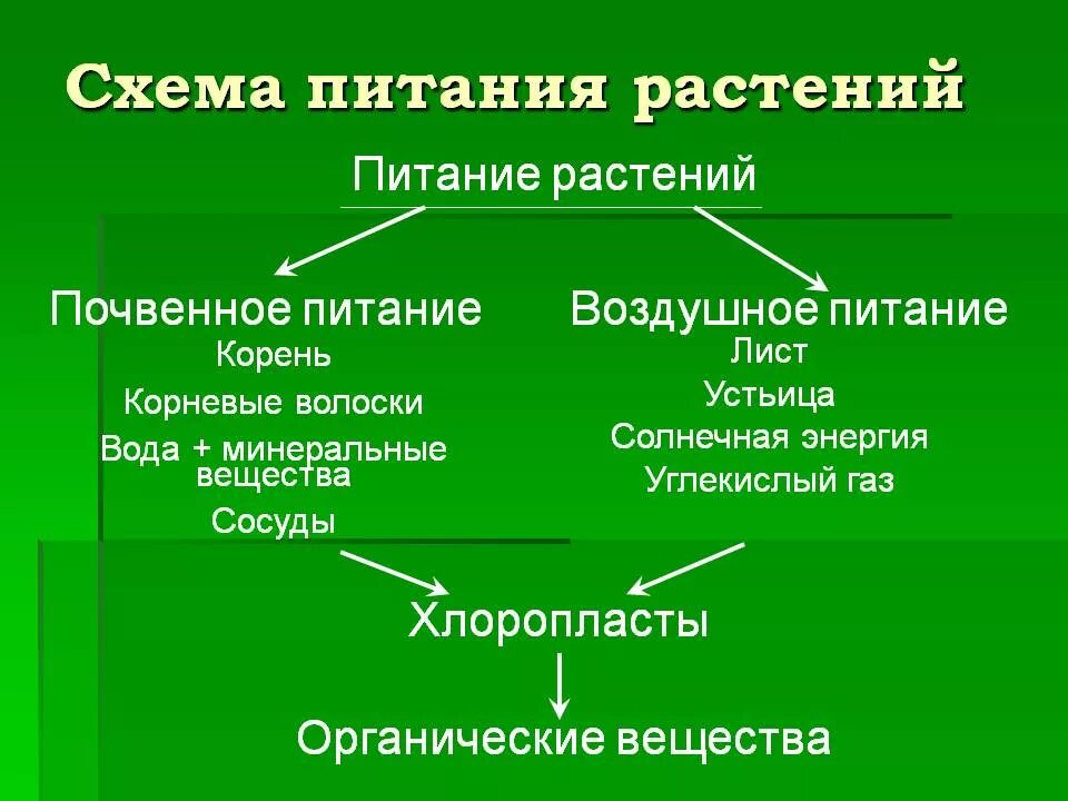 Общее питание растений. Биология 6 класс воздушное питание растений фотосинтез. Питание растений 3 класс окружающий мир. Воздушное питание растений схема. Общее питание растений.