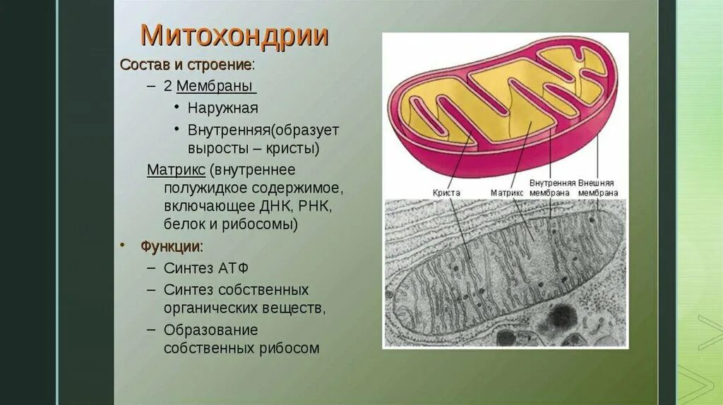 Строение ядра митохондрии. Функции наружной мембраны митохондрий. Состав и строение митохондрии. Митохондрии состав строение и функции. Наружная мембрана Матрикс Кристы.