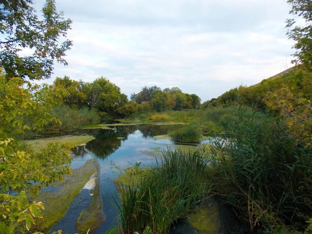 Село петропавловское воронежской области. Калач река Толучеевка. Река Толучеевка Воронежской. Река Толучеевка. Воронежская область Петропавловский район село Старая меловая.