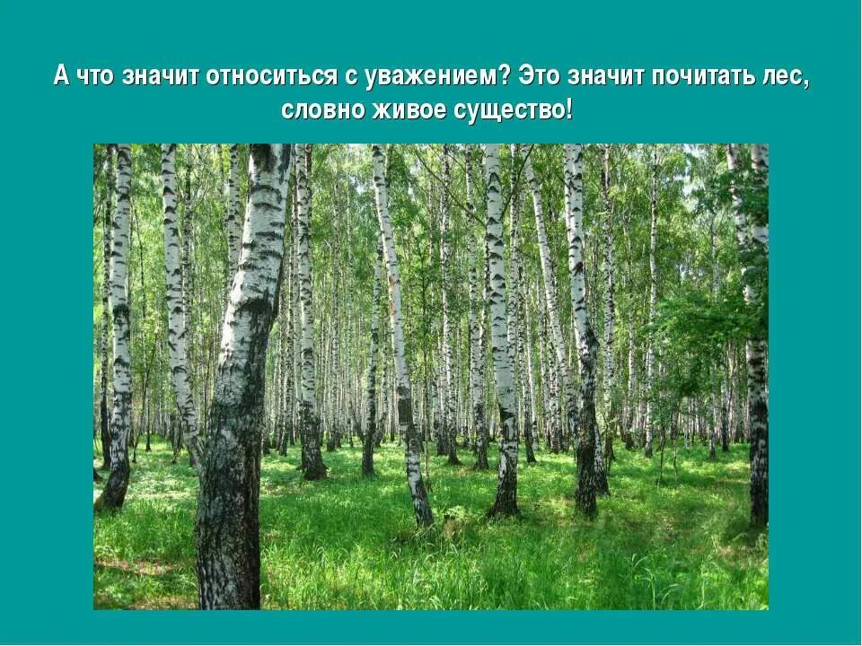 Леса и луга нашей родины презентация. Лес нашей Родины. Леса и Луга нашей Родины. Лес и Луга нашей Родины. Презентация на тему лес.