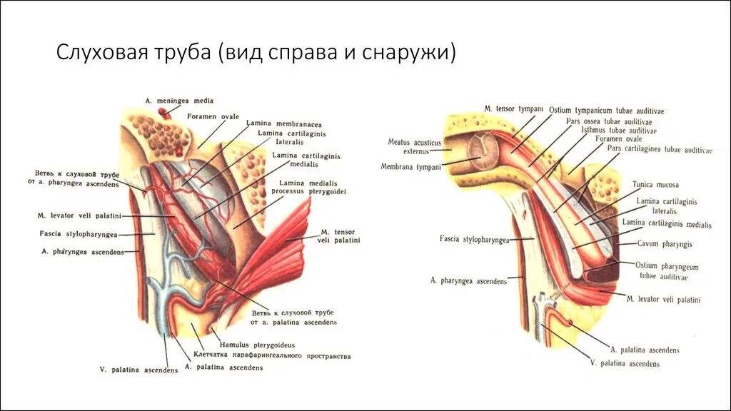 Слуховая евстахиева труба строение. Слуховая труба анатомия строение. Мышечно-трубный канал это слуховая труба. Евстахиева (слуховая) труба анатомия. Ostium pharyngeum tubae auditivae