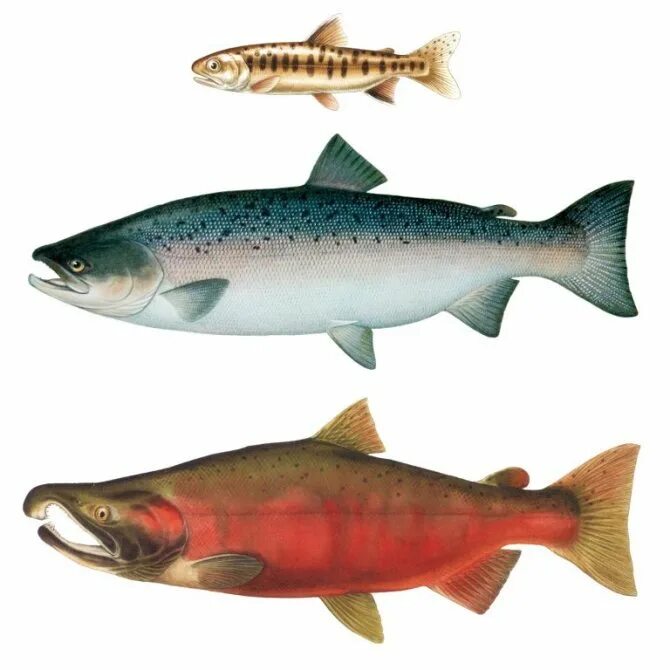Породы красных рыб. Лосось кижуч. Кижуч Тихоокеанский лосось. Дальневосточный лосось кижуч. Кижуч Атлантический.