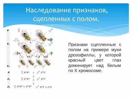 Выявление сцепленности признака с полом у человека
