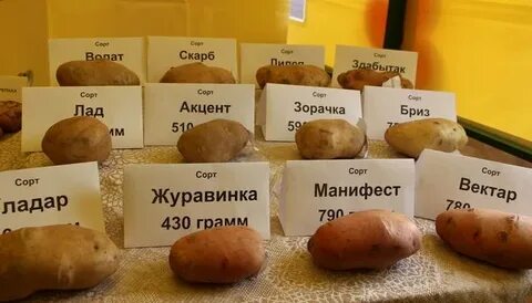 Картофель манифест вкусовые качества отзывы